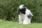 TERRIER DU TIBET 171